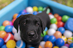 Labrador Retriever Puppy