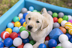 Labrador Retriever Puppy