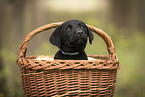 Labrador Retriever Puppy