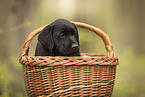 Labrador Retriever Puppy