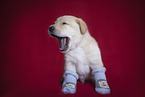 Labrador Retrievern Puppy