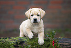 Labrador Retrievern Puppy