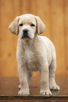 Labrador Retrievern Puppy