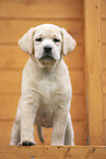Labrador Retrievern Puppy