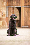 black Labrador Retriever