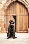 black Labrador Retriever