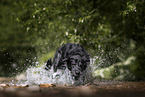 Labrador Retriever in the water