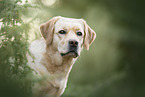 bonde Labrador Retriever