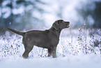 Labrador Retriever Puppy