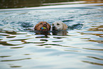 2 Labrador Retriever