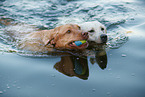 2 Labrador Retriever