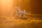 Labrador Retriever at sundown