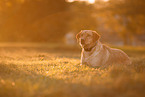 Labrador Retriever at sundown