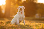 Labrador Retriever at sundown
