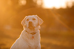 Labrador Retriever at sundown