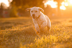 Labrador Retriever Puppy