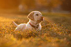 Labrador Retriever Puppy