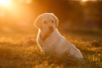 Labrador Retriever Puppy