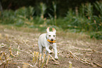 running Labrador Retriever