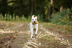 running Labrador Retriever