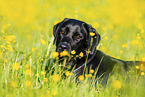 Labrador Retriever Portrait