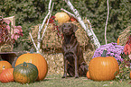 Labrador Retriever in autumn