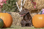 Labrador Retriever in autumn