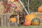 Labrador Retriever in autumn