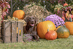 Labrador Retriever in autumn