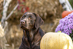 Labrador Retriever in autumn