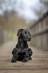 Labrador Retriever in autumn