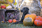 Labrador Retriever in autumn