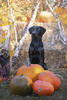 Labrador Retriever in autumn