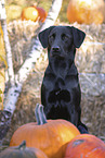 Labrador Retriever in autumn