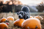 female Labrador Retriever