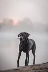 female Labrador Retriever