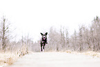 female Labrador Retriever