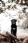 female Labrador Retriever