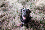 female Labrador Retriever