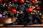 Labrador Retriever at christmas