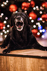 Labrador Retriever at christmas