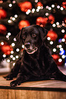 Labrador Retriever at christmas