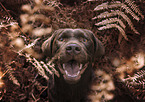 brown Labrador Retriever