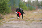 old Labrador Retriever