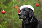 old Labrador Retriever