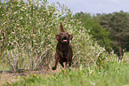 brown Labrador Retriever