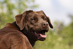 brown Labrador Retriever