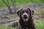 brown Labrador Retriever