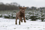 young brown Labrador