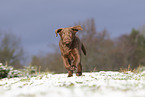 young brown Labrador